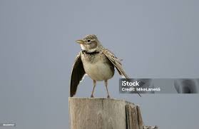 Image result for Melanocorypha calandra