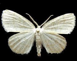 Attēlu rezultāti vaicājumam “Cabera exanthemata”