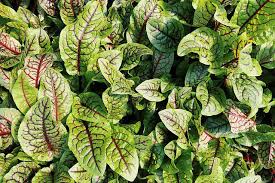 Image result for Sauerampfer