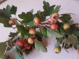 Attēlu rezultāti vaicājumam “Crataegus monogyna fruit”