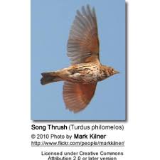 Attēlu rezultāti vaicājumam “Turdus philomelos adult”