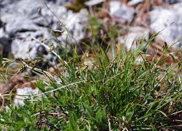 Attēlu rezultāti vaicājumam “Carex capillaris”