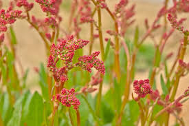 Attēlu rezultāti vaicājumam “Rumex acetosa flower”