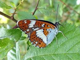 Attēlu rezultāti vaicājumam “Limenitis camilla underside”