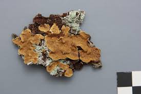 Attēlu rezultāti vaicājumam “Phellinus chrysoloma”