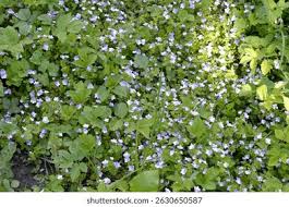 Attēlu rezultāti vaicājumam “Veronica filiformis bud”