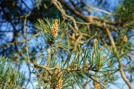 Attēlu rezultāti vaicājumam “Pinus sylvestris female flower”