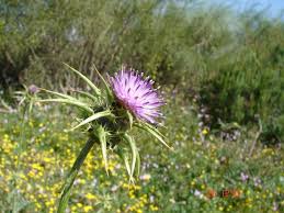 Image result for Silybum marianum