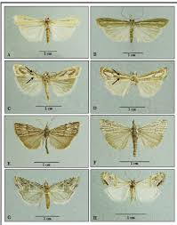 Attēlu rezultāti vaicājumam “Crambus heringiellus”