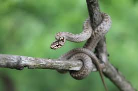 Attēlu rezultāti vaicājumam “Coronella austriaca adult”