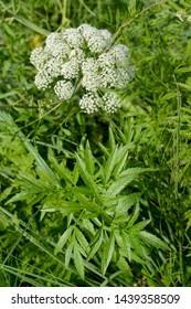 Attēlu rezultāti vaicājumam “Cicuta virosa leaf”