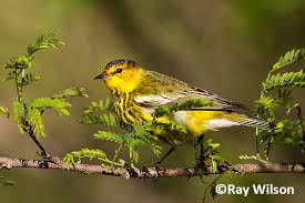 Image result for Dendroica tigrina