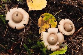 Attēlu rezultāti vaicājumam “Geastrum”