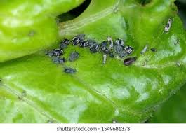 Attēlu rezultāti vaicājumam “Aphis fabae”