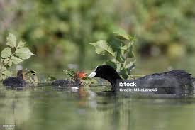 Attēlu rezultāti vaicājumam “Fulica atra adult”