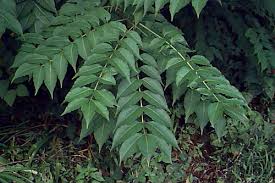 Attēlu rezultāti vaicājumam “Phellodendron amurense leaf”