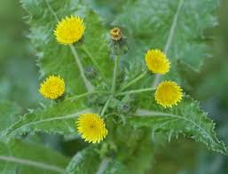 Attēlu rezultāti vaicājumam “Sonchus asper flower”