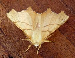 Attēlu rezultāti vaicājumam “Ennomos erosaria”