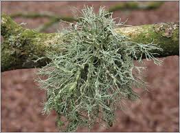 Attēlu rezultāti vaicājumam “Ramalina farinacea”