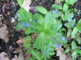 Attēlu rezultāti vaicājumam “Veronica beccabunga bud”