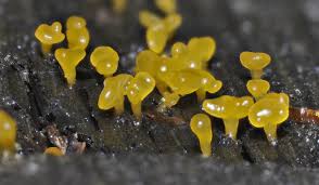 Attēlu rezultāti vaicājumam “Rosellinia desmazieri spores”