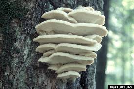 Attēlu rezultāti vaicājumam “Climacodon septentrionalis”