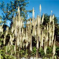 Image result for Silberkerze