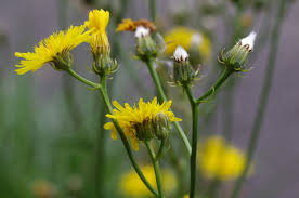 Attēlu rezultāti vaicājumam “Crepis biennis”