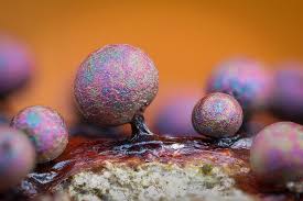 Attēlu rezultāti vaicājumam “Amaurochaete atra young”