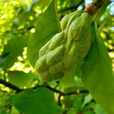 Attēlu rezultāti vaicājumam “Magnolia acuminata fruit”