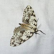 Attēlu rezultāti vaicājumam “Lymantria monacha imago”