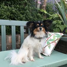 Image result for papillon