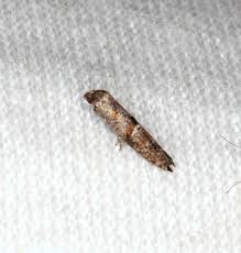 Attēlu rezultāti vaicājumam “Epermeniidae”