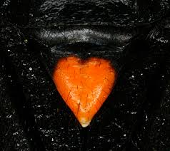 Attēlu rezultāti vaicājumam “Capsodes gothicus imago”