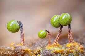 Attēlu rezultāti vaicājumam “Lycogala succineum macro”