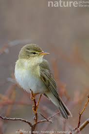 Attēlu rezultāti vaicājumam “Phylloscopus trochilus”