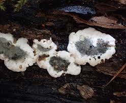 Attēlu rezultāti vaicājumam “Kretzschmaria deusta”