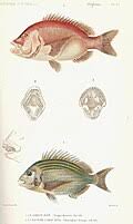 Image result for Chrysoblephus laticeps