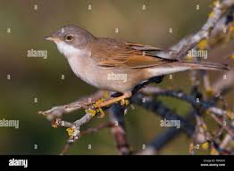 Attēlu rezultāti vaicājumam “Sylvia communis”