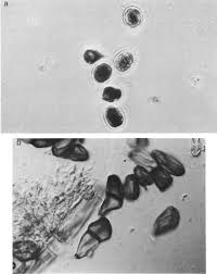 Attēlu rezultāti vaicājumam “Puccinia agrostidis”