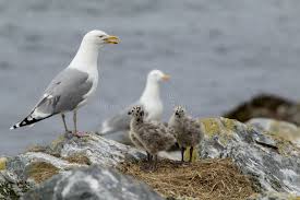 Attēlu rezultāti vaicājumam “Larus argentatus nest”