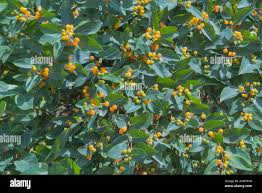 Attēlu rezultāti vaicājumam “Lonicera tatarica fruit”