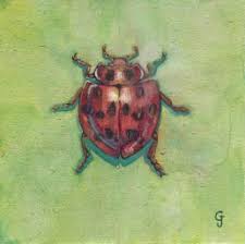 Attēlu rezultāti vaicājumam “Sospita vigintiguttata”