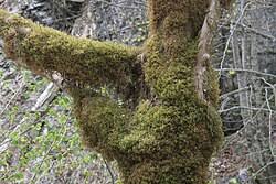 Attēlu rezultāti vaicājumam “Antitrichia curtipendula macro”