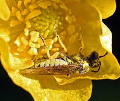 Attēlu rezultāti vaicājumam “Thecabius affinis”