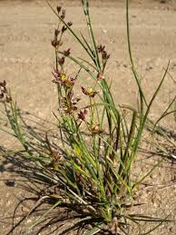 Attēlu rezultāti vaicājumam “Juncus alpinoarticulatus leaf”