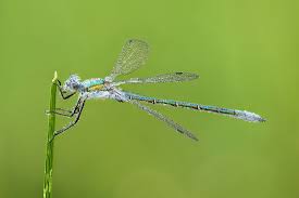 Attēlu rezultāti vaicājumam “Lestes dryas female”