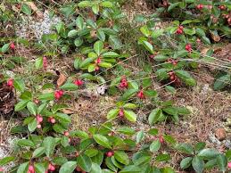 Attēlu rezultāti vaicājumam “Gaultheria cuneata”