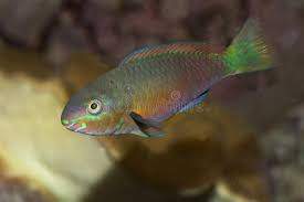 Image result for Scarus psittacus