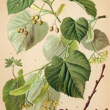 Attēlu rezultāti vaicājumam “Tilia tomentosa flower”